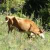 Viehhaltung in Georgien ✔ Rinder ✔ Schweine ✔ Schlachthöfe ✔ Fleischproduktion